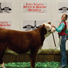 Claire Ellis placed 3rd with her junior Polled Hereford heifer at the Fort Worth Stock Show
last week. She will return to the open show this week.